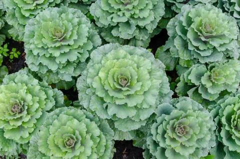 Flowering cabbage Stock Photos