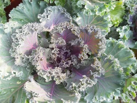 FLOWERING  CABBAGE Stock Photos