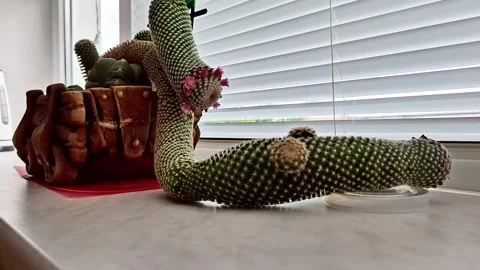 Flowering Cacti Display on a Bright Home Windowsill 库存影片 338160731