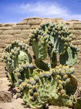 Flowering cacti on old adobe wall Stock Photos