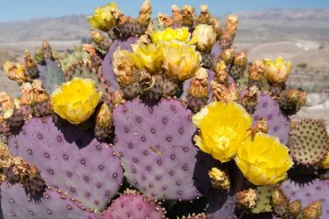 Flowering cacti Stock Photos