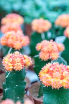 Flowering cacti in small pots Stock Photos