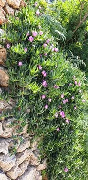 Flowering cacti in the spring Foto stock