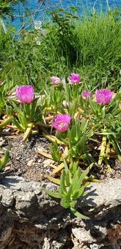 Flowering cacti in the spring Stock Photos