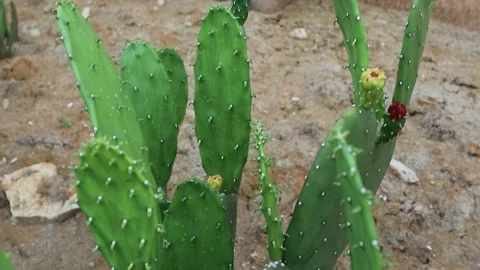 Flowering cactus on brown clay background. Stock Footage 163540415