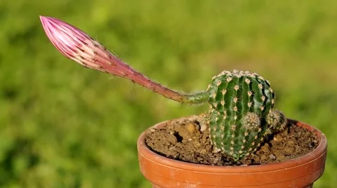 Flowering cactus Stock Footage 52209324