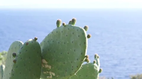 Flowering cactus Stock Footage 76412986