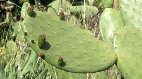 Flowering cactus Stock Footage 76415157