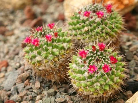 Flowering cactus Stock Photos