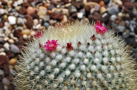 Flowering cactus Stock Photos
