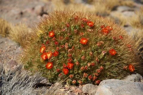 Flowering Cactus Stock Photos