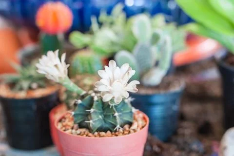 Flowering cactus Stock Photos