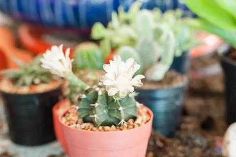 Flowering cactus Foto stock