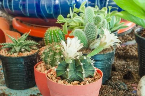 Flowering cactus Stock Photos