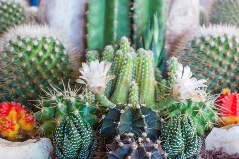 Flowering cactus Stock Photos