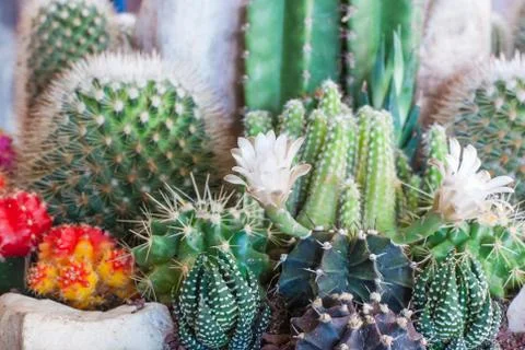 Flowering cactus Foto stock