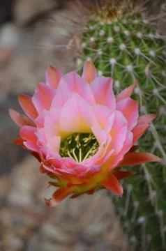 Flowering Cactus Stock Photos