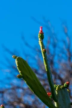 Flowering cactus Stock Photos