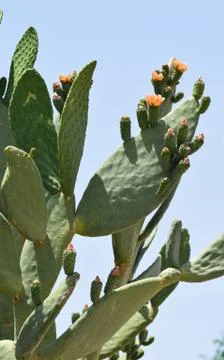 Flowering Cactus Stock Photos