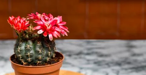 Flowering cactus Stock Photos