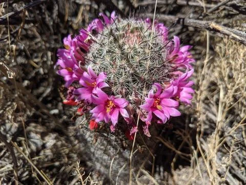 Flowering Cactus Foto stock