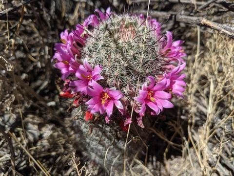 Flowering Cactus Stock Photos