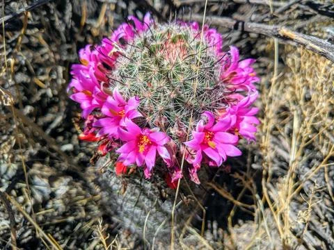 Flowering Cactus Stock Photos