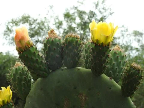 Flowering cactus. Stock Photos