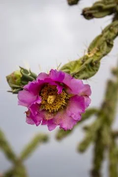 Flowering Cactus  Foto stock