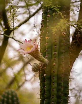Flowering Cactus Stock Photos