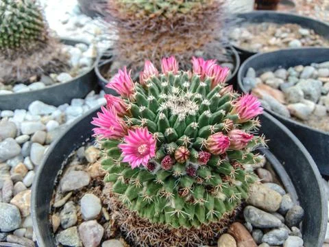 Flowering cactus in the pot - closeup Stockfoto's
