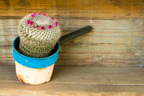 Flowering cactus in a rusty pot Foto stock