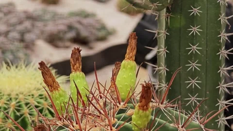 Flowering of cactus in terracotta pot. Stock Footage 309997643