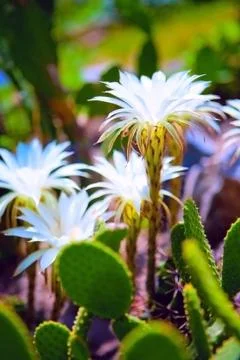 Flowering of cactuses 스톡 사진