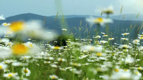 Flowering camomiles Stock Footage 11234700