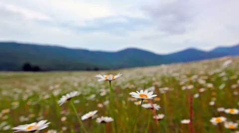 Flowering camomiles Stock Footage 22507289