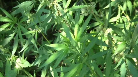 Flowering Cannabis Vídeos de archivo 7768912