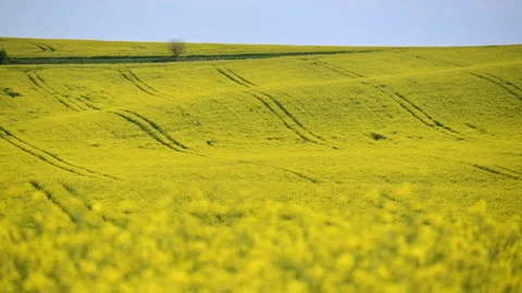 A flowering canola field over rolling hills with curving tractor tracks, South Stock Footage 342229461