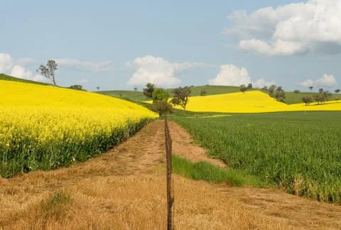 Flowering canola fields Stock Photos