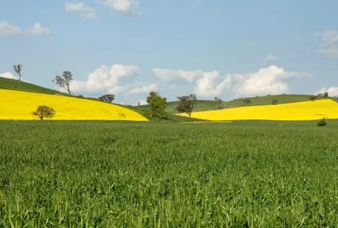 Flowering Canola Fields Stock Photos