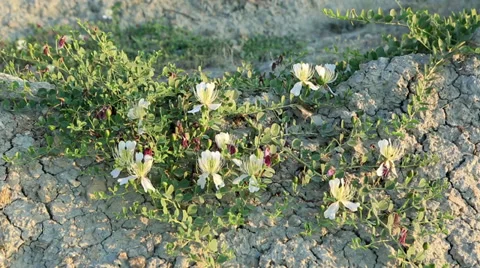 Flowering capers in the wind.  Stock Footage 29680236