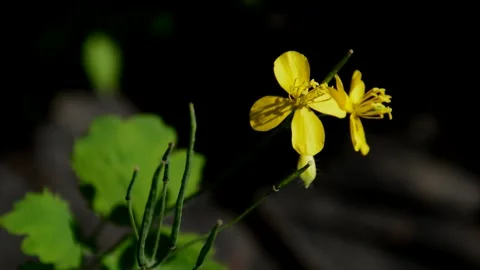 Flowering celandine Stock Footage 252628553