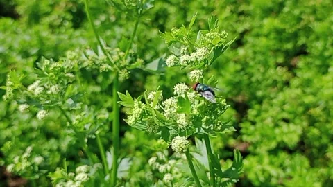 Flowering celery plant Stock Footage 274060726