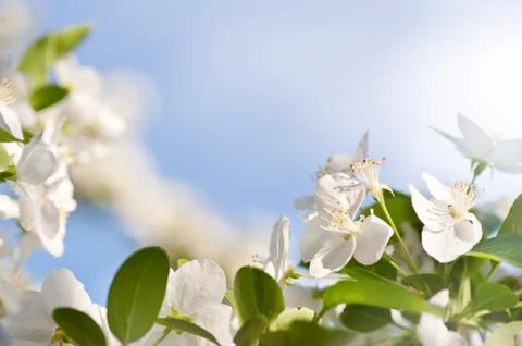 Flowering cerasus cherry tree Stock Photos