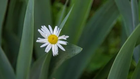 Flowering chamomile with dew closeup Stock Photos