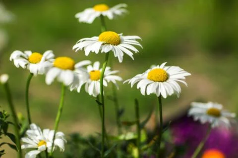 Flowering. Chamomile. Stock Photos