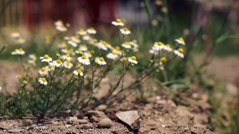 Flowering chamomile sways blown by a breeze Stock Footage 76136605
