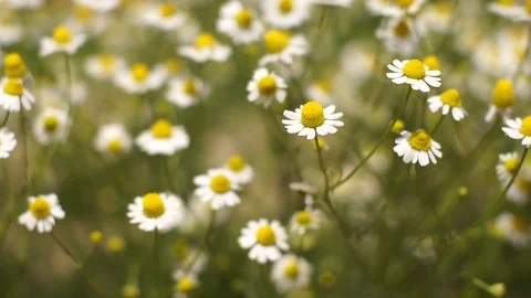 Flowering chamomile sways blown by a breeze Stock Footage 76149371