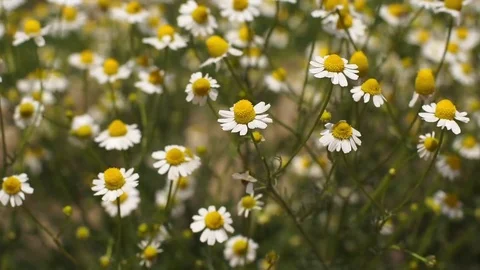 Flowering chamomile sways blown by a breeze Stock Footage 76149374