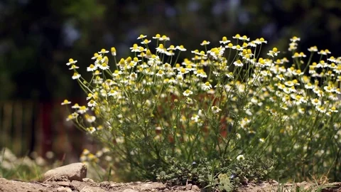 Flowering chamomile sways blown by a breeze Stock Footage 76149629